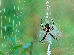 Spinning a Web, Argyope